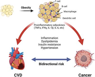 Obesity and the Bidirectional Risk of Cancer and Cardiovascular Diseases in African Americans: Disparity vs. Ancestry